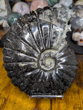 Ammonite Fossil